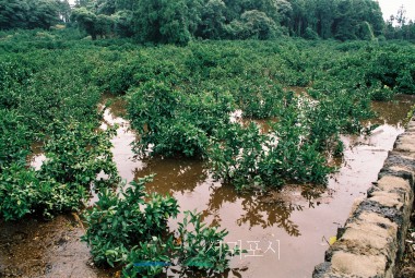 ȫ   湮