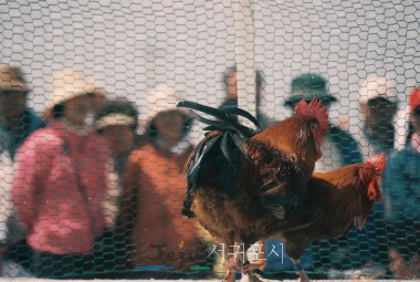 제11회 남제주 고사리축제 토종닭 싸움 대회